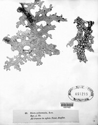 Lobaria pulmonaria image